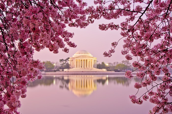 Cherry Blossoms in Washington D.C., Chaparral Style