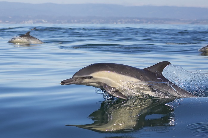 5 Tips for Cruising with Dolphins