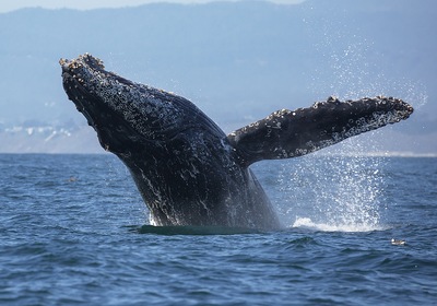 A Splashing Adventure: Where to See Whales This Boating Season