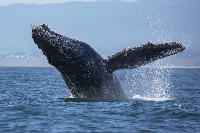 A Splashing Adventure: Where to See Whales This Boating Season