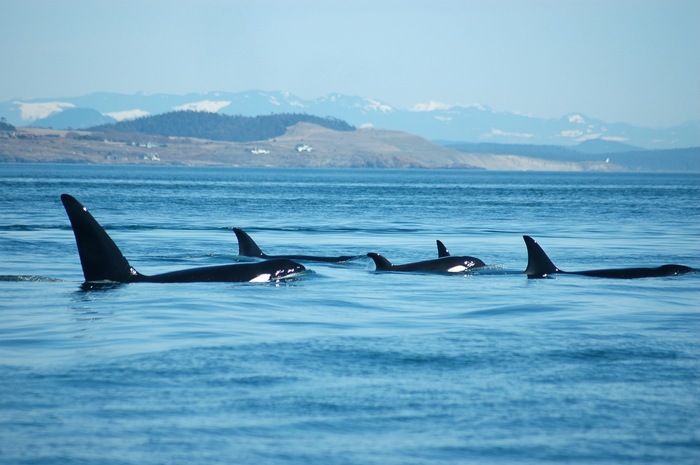 Have A Whale of a Time off the San Juan Islands
